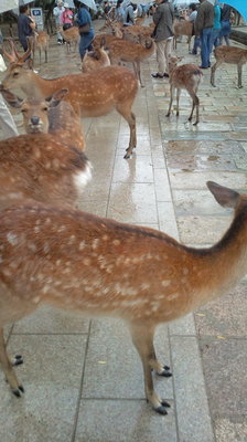 奈良1.jpg