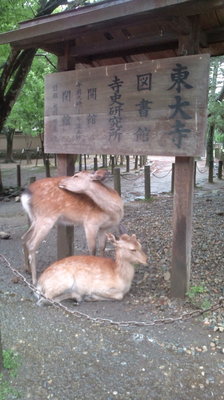 奈良2.jpg